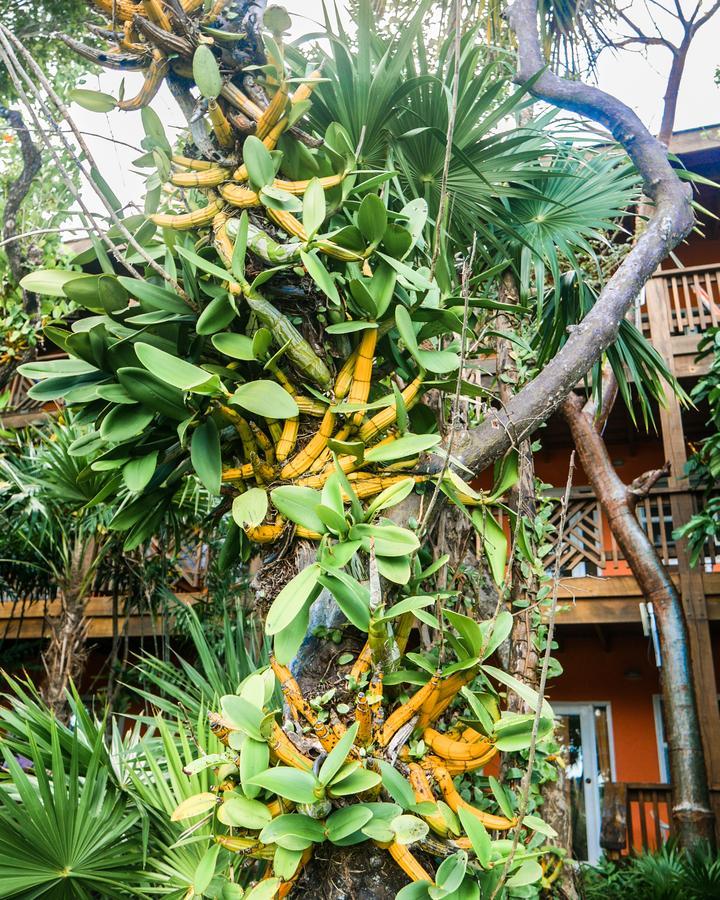 Hotel Posada Las Orquídeas West End Exterior foto